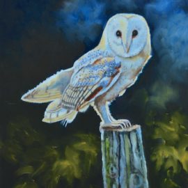 Barn owl on the hunt